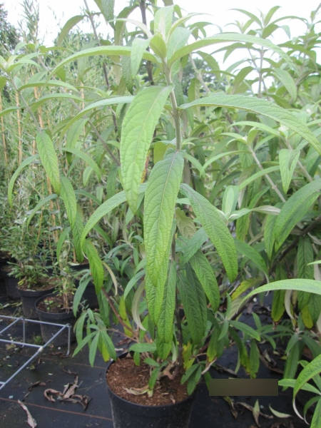 Comanthosphace dependens - Weinender Buddleja, Pagodenflieder